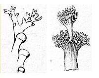 Photo: Original description, Hexacorallia of the world, D. Fautin
